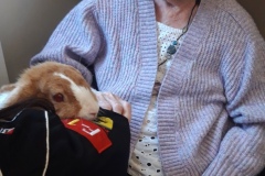 Rabbit visit to care home in Hyde