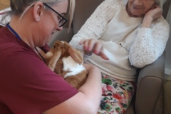 Rabbit visit to care home in Hyde