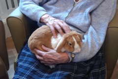 Rabbit visit to care home in Hyde