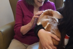 Rabbit visit to care home in Hyde