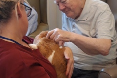 Rabbit visit to care home in Hyde