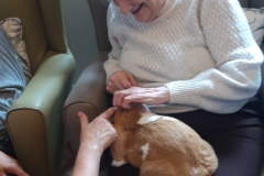 Rabbit visit to care home in Hyde