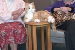 Newton the Cat at Charnley House care home in Hyde